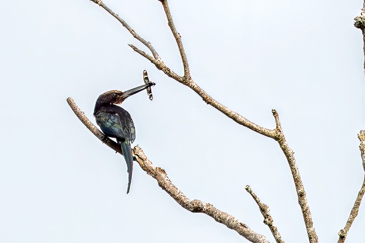 Paradise Jacamar - ML645058600