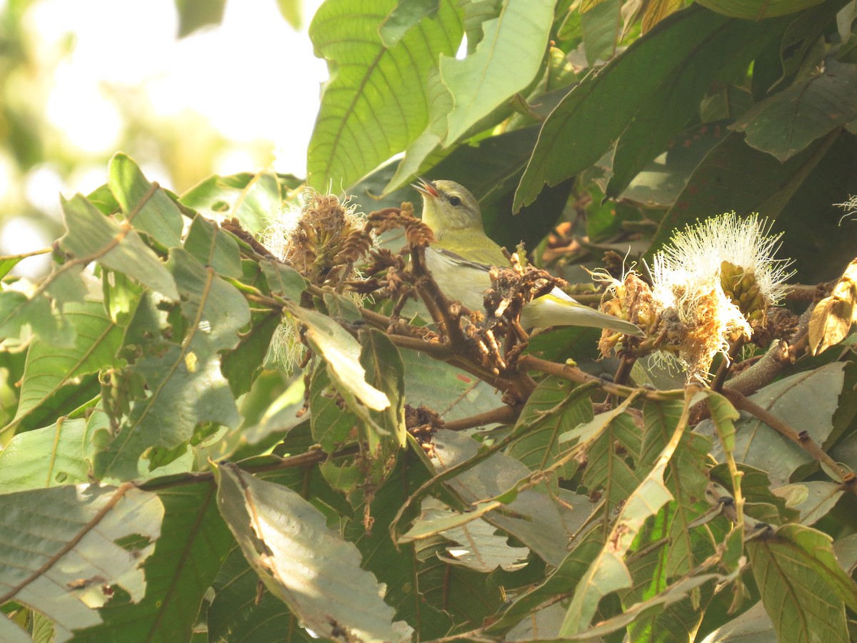 Tennessee Warbler - ML645058602