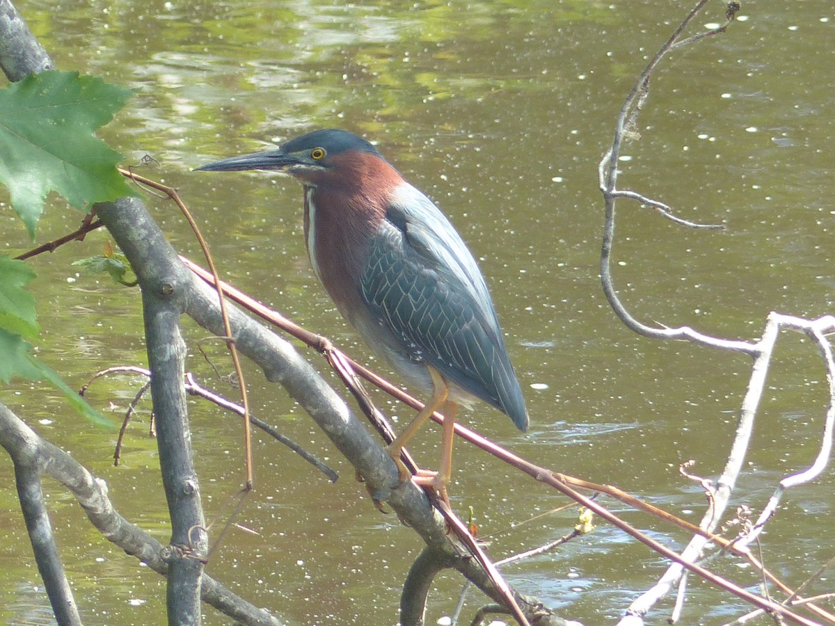 grønnrygghegre - ML645058609