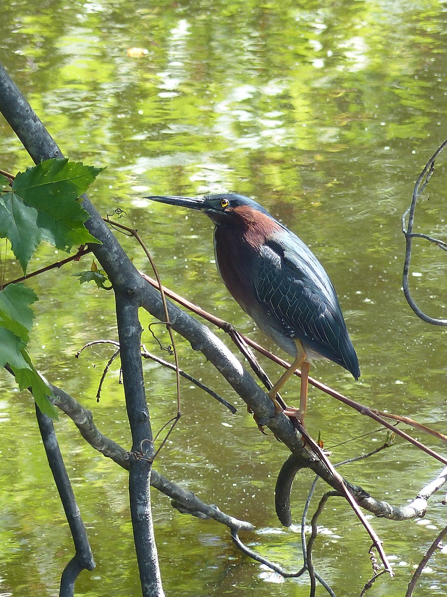 grønnrygghegre - ML645058610