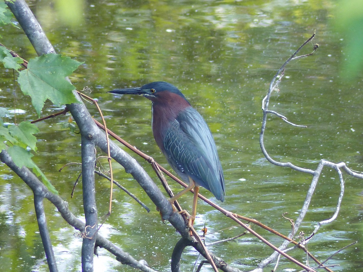 grønnrygghegre - ML645058611