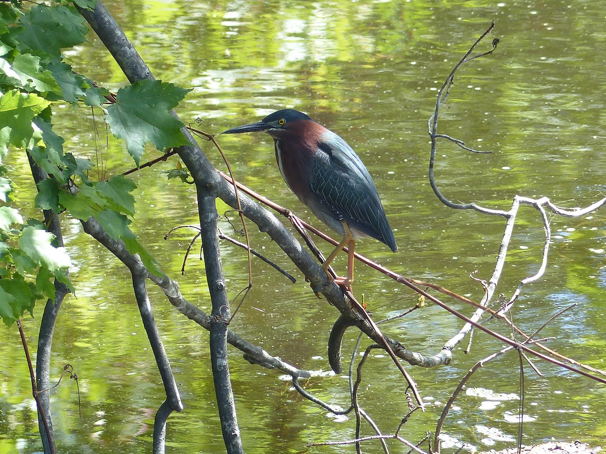 grønnrygghegre - ML645058612