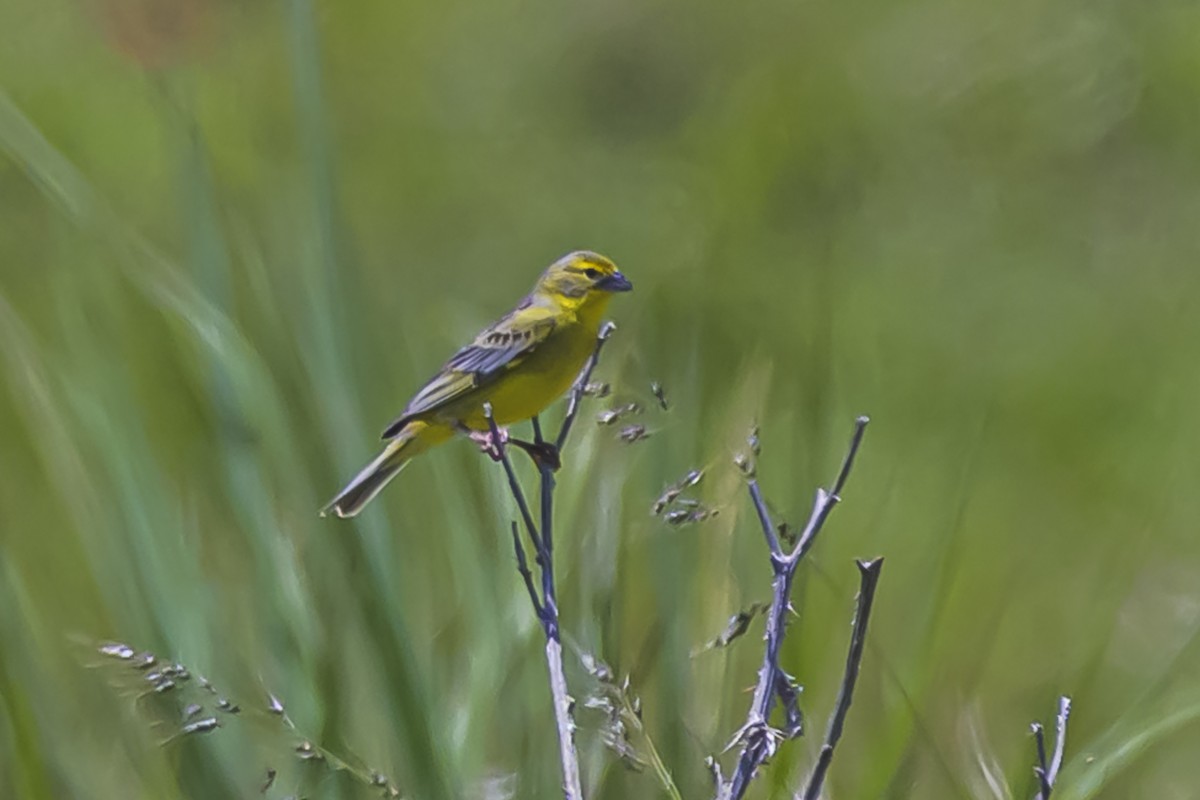 Kurzschnabel-Gilbtangare - ML645058615