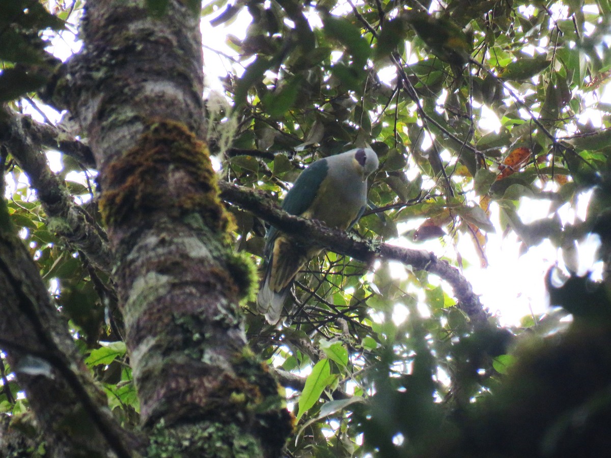 holub rudouchý - ML645058627