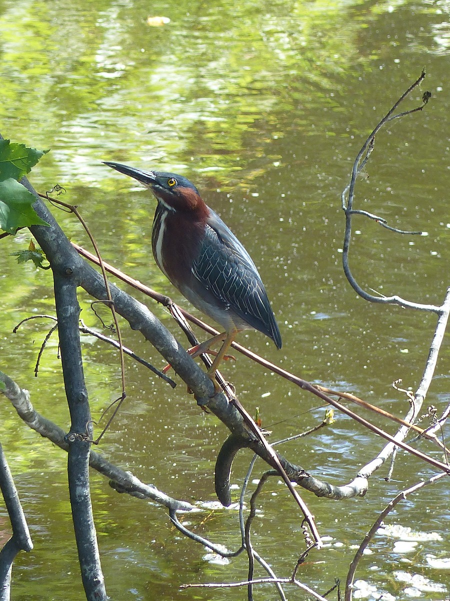 grønnrygghegre - ML645058639