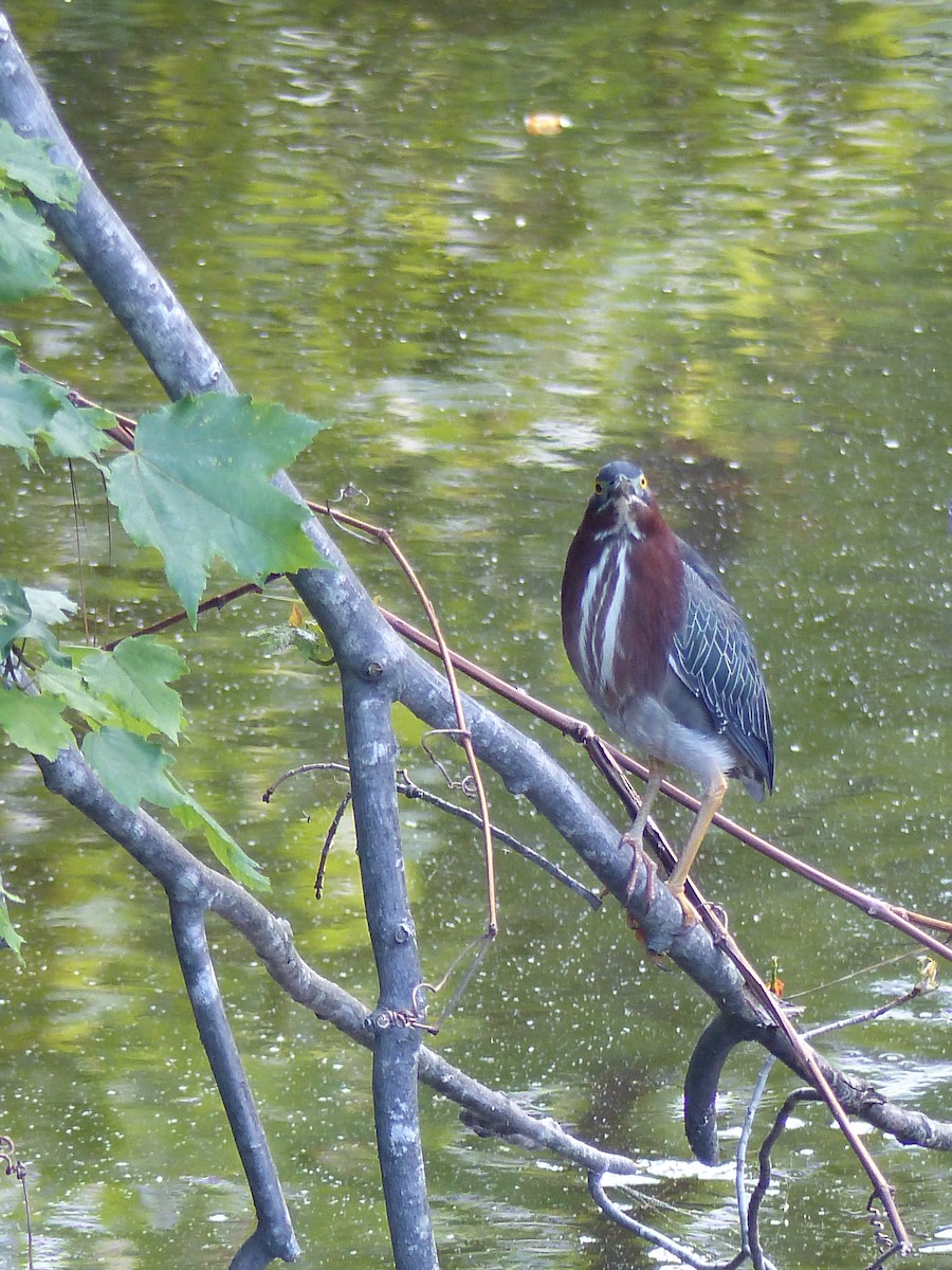 grønnrygghegre - ML645058640