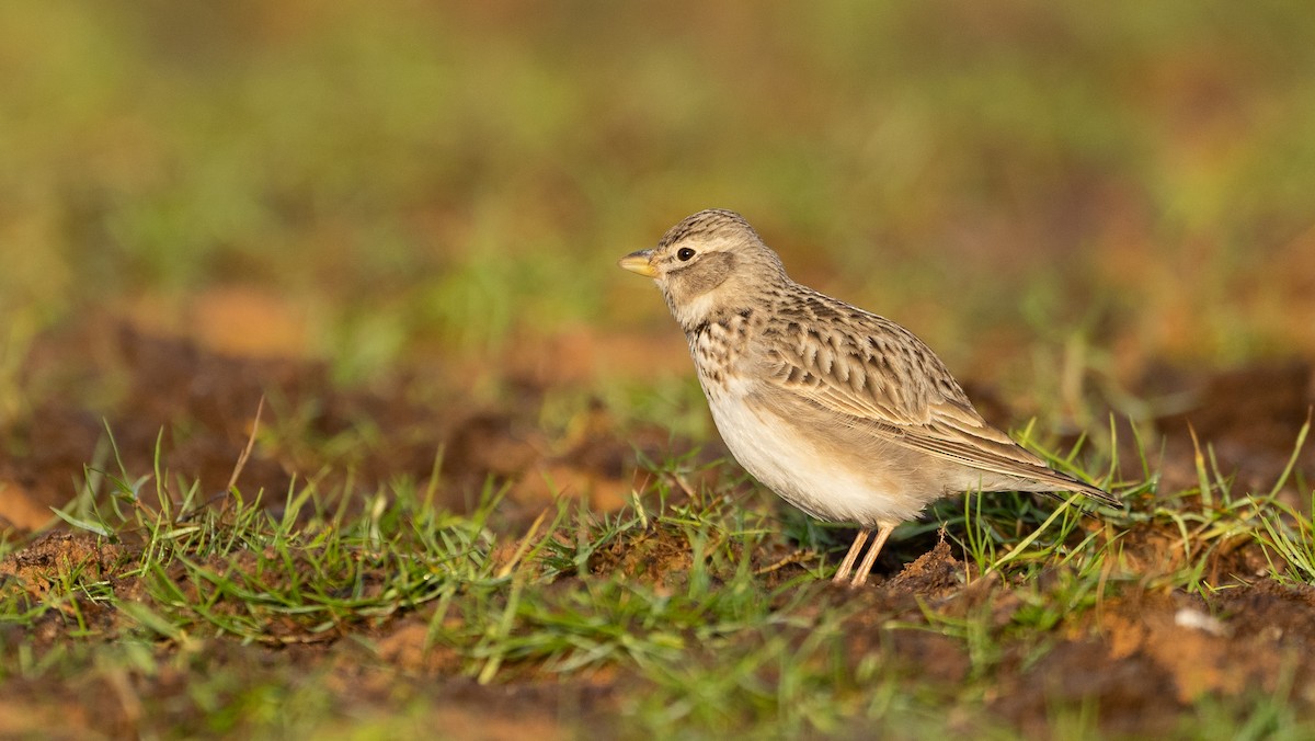 עפרוני ענק - ML645058648