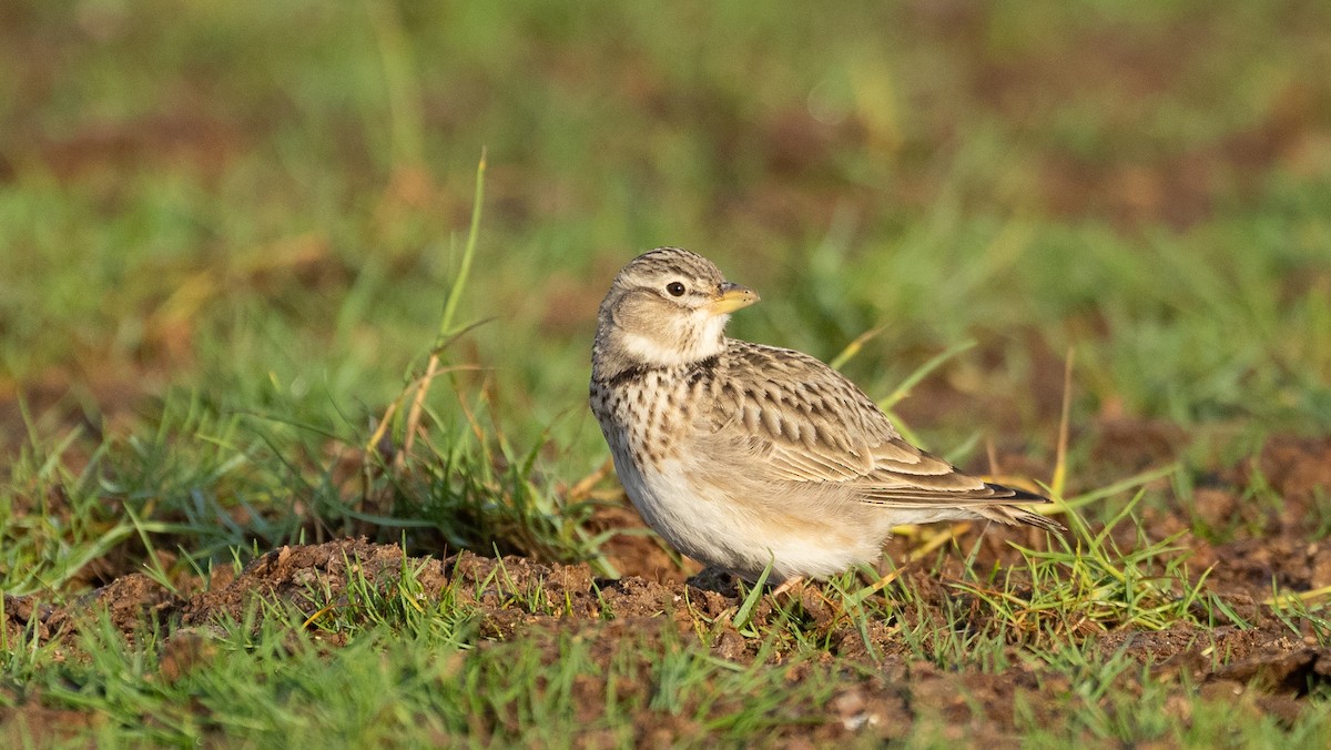 עפרוני ענק - ML645058649