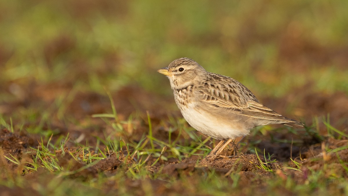 עפרוני ענק - ML645058650