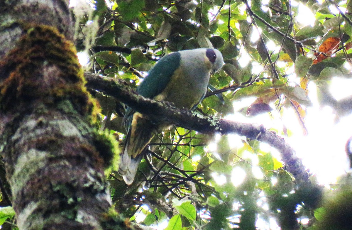 holub rudouchý - ML645058651