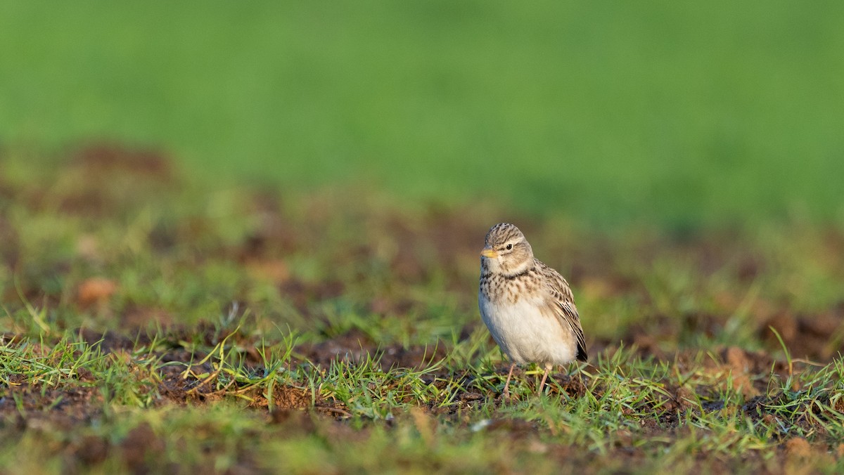 עפרוני ענק - ML645058652