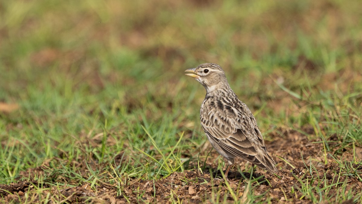 עפרוני ענק - ML645058653
