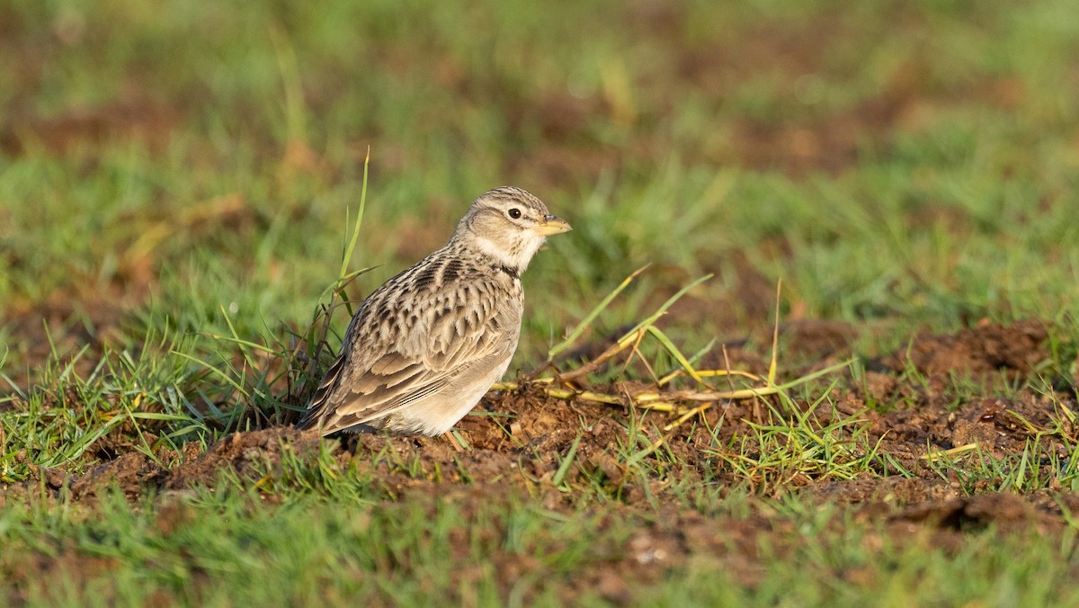 עפרוני ענק - ML645058655