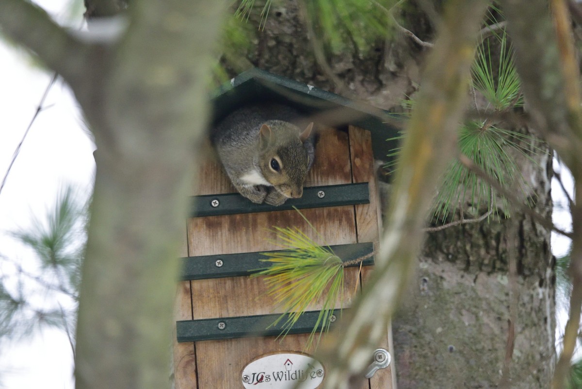 Northern Gray Squirrel - ML645058659
