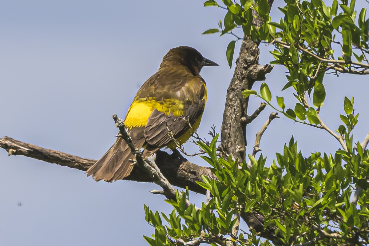 Мочарець жовтогузий - ML645058665