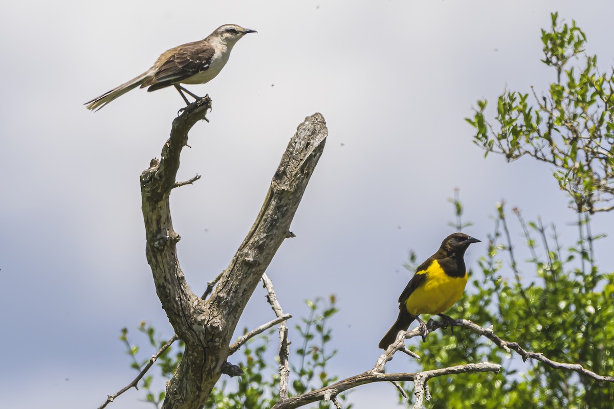 Мочарець жовтогузий - ML645058675