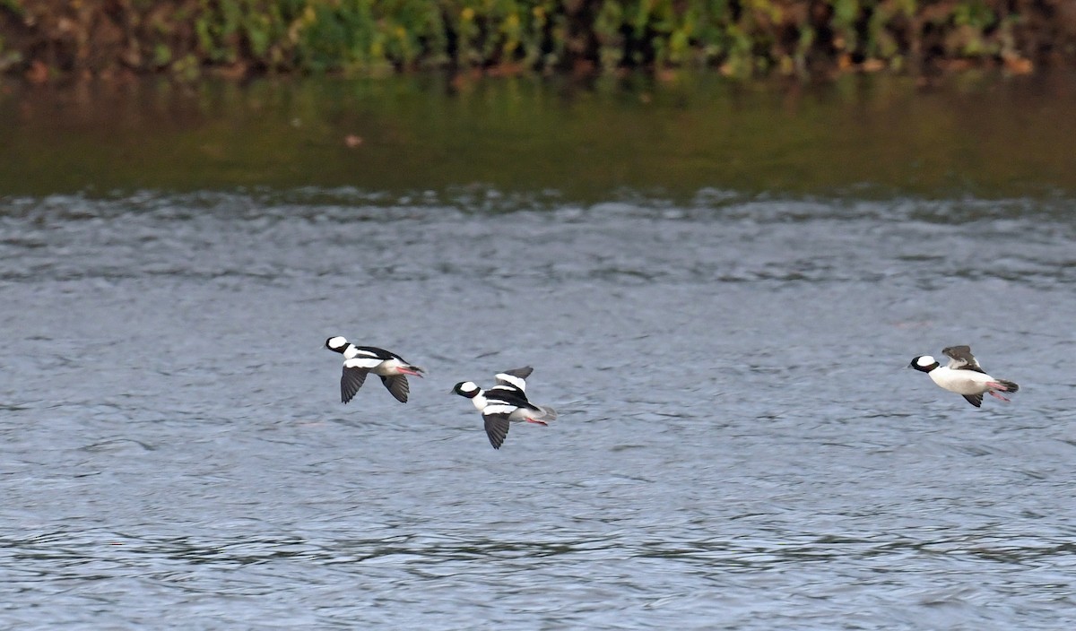 Bufflehead - ML645058698