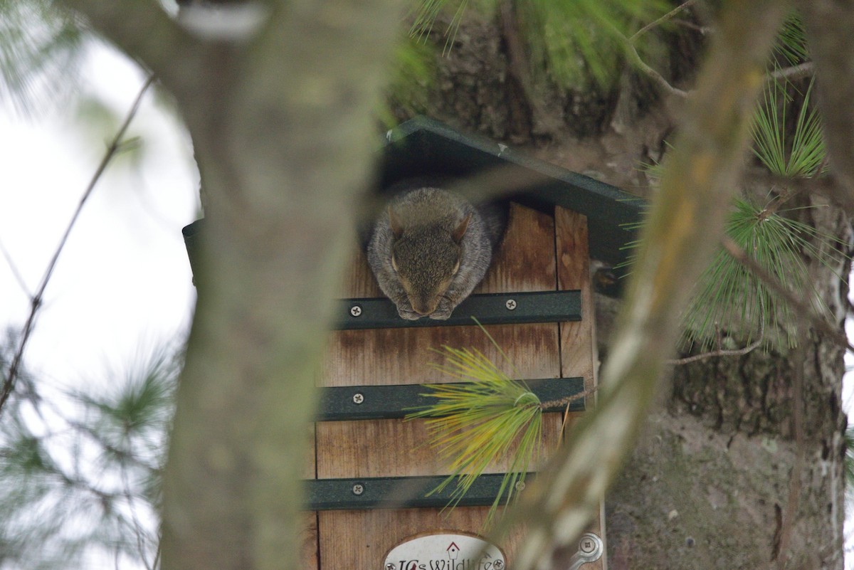 Northern Gray Squirrel - ML645058699