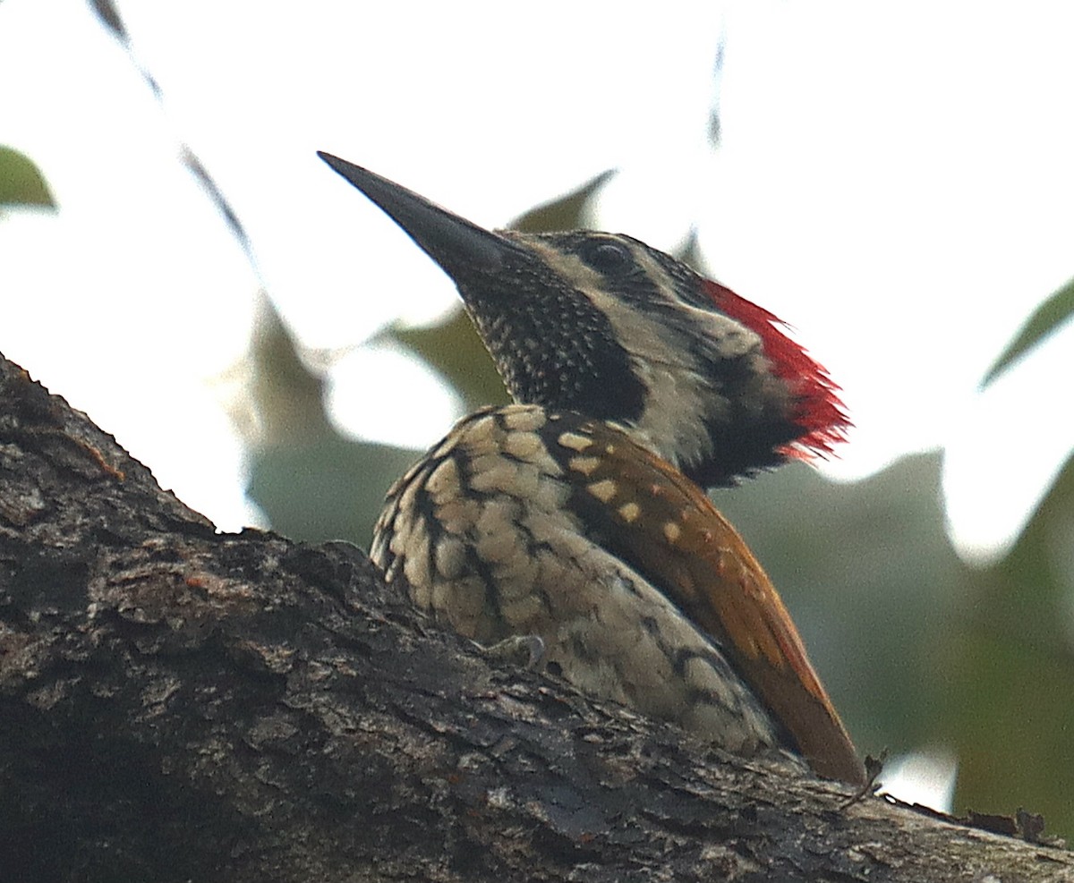 Black-rumped Flameback - ML645058703