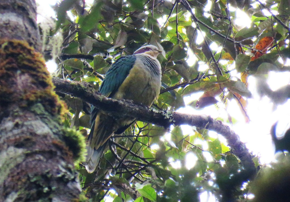 holub rudouchý - ML645058706