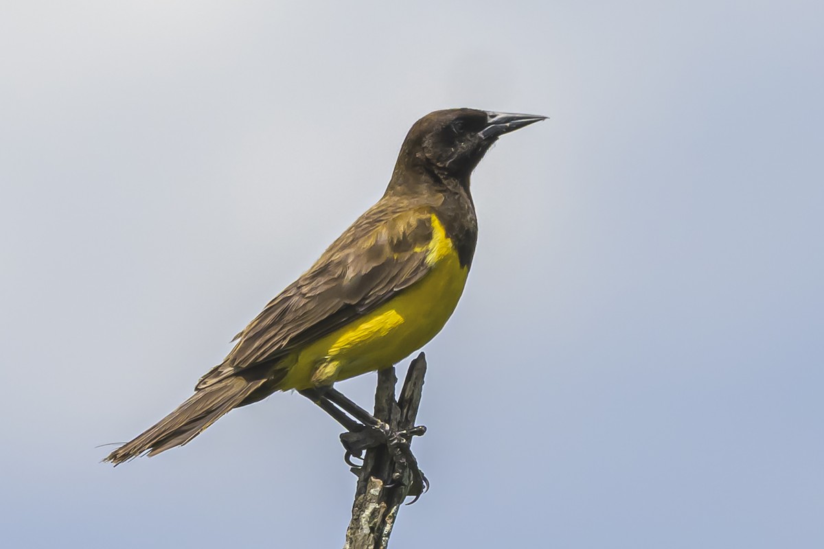 Мочарець жовтогузий - ML645058725