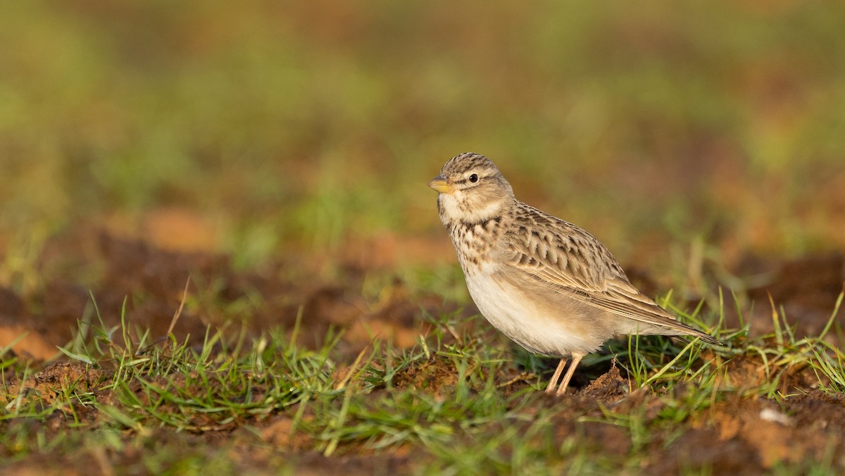 עפרוני ענק - ML645058733