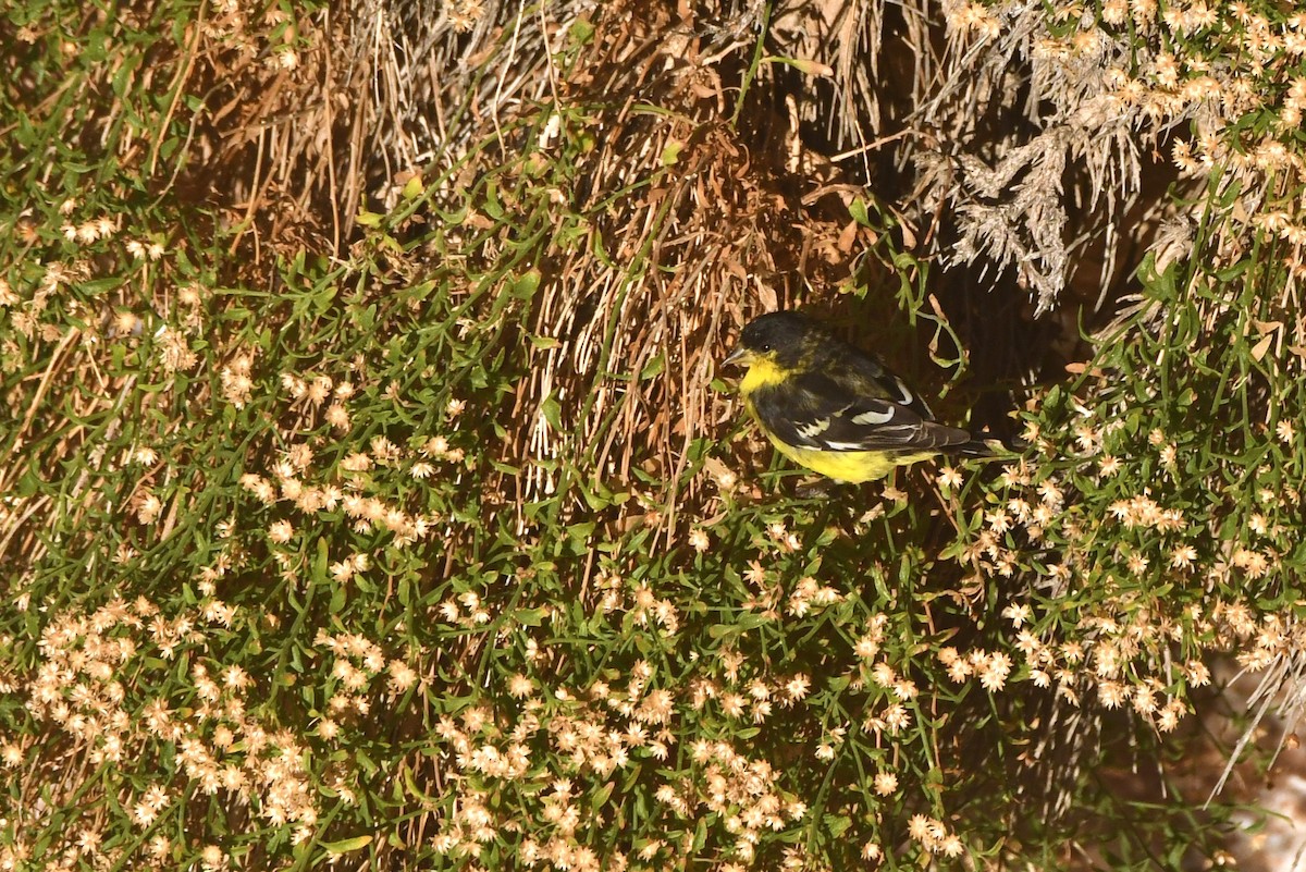 Lesser Goldfinch - ML645058739