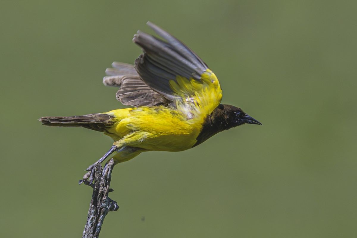 Мочарець жовтогузий - ML645058740