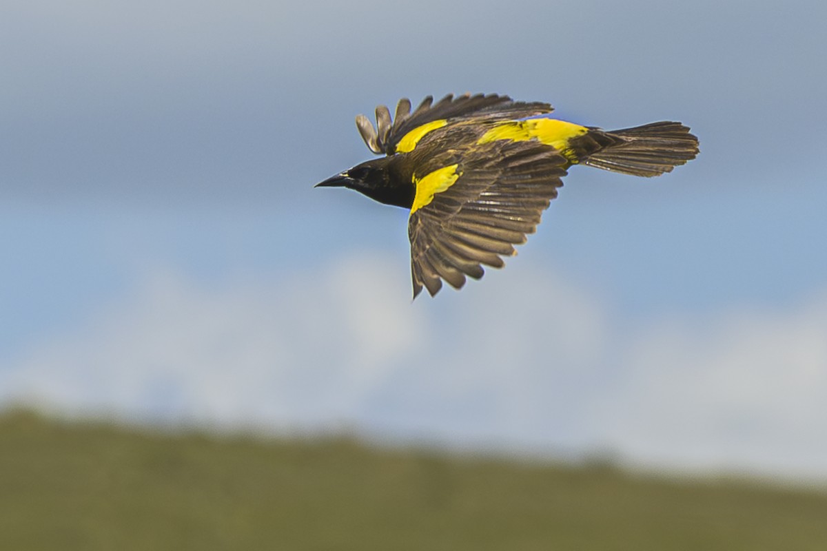 Мочарець жовтогузий - ML645058741