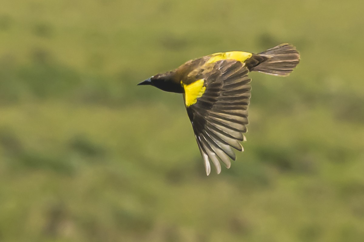 Мочарець жовтогузий - ML645058742