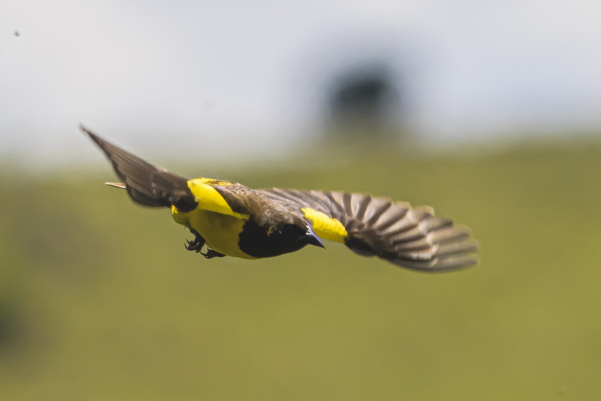 Мочарець жовтогузий - ML645058749