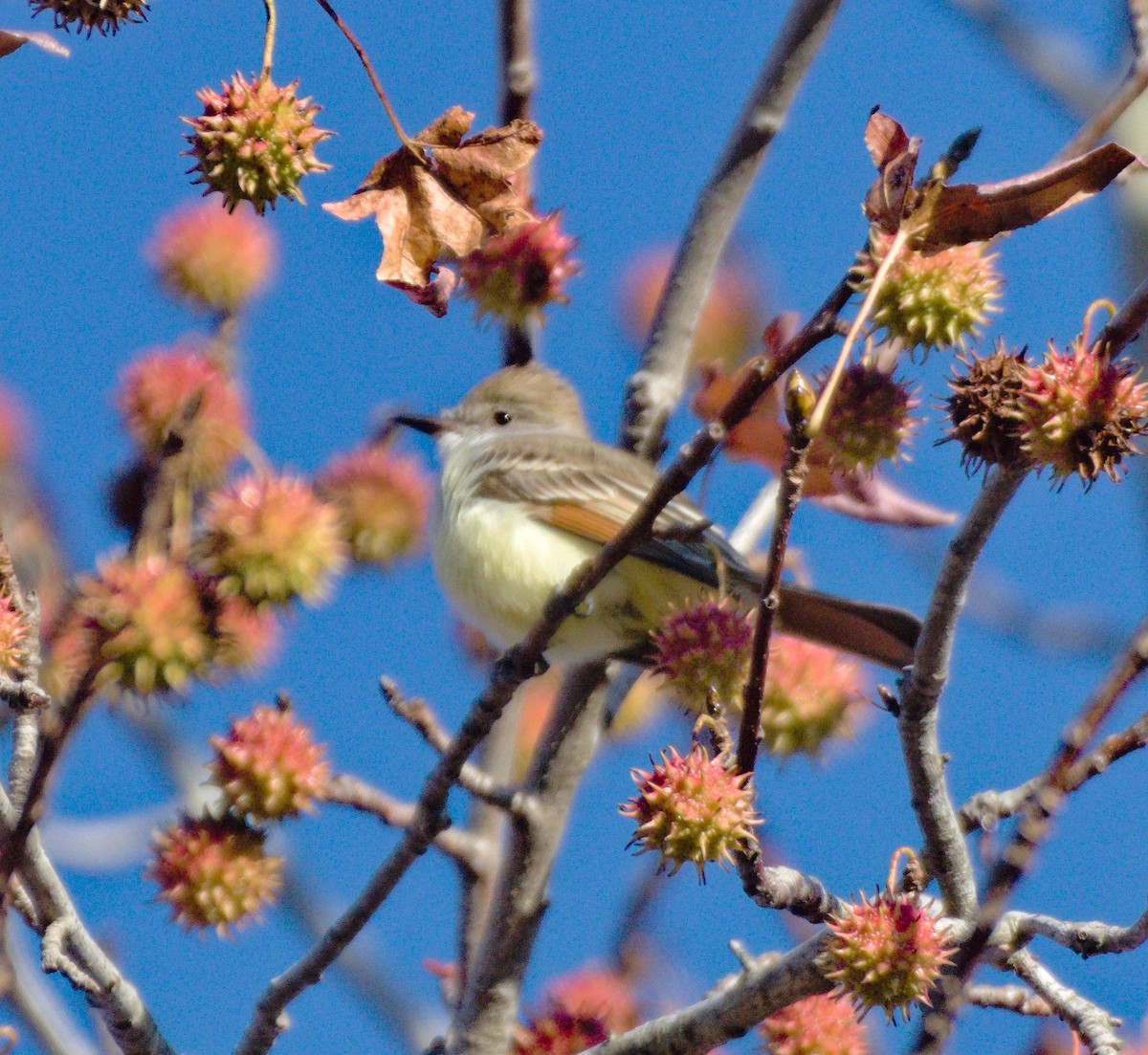 Ash-throated Flycatcher - ML645058751