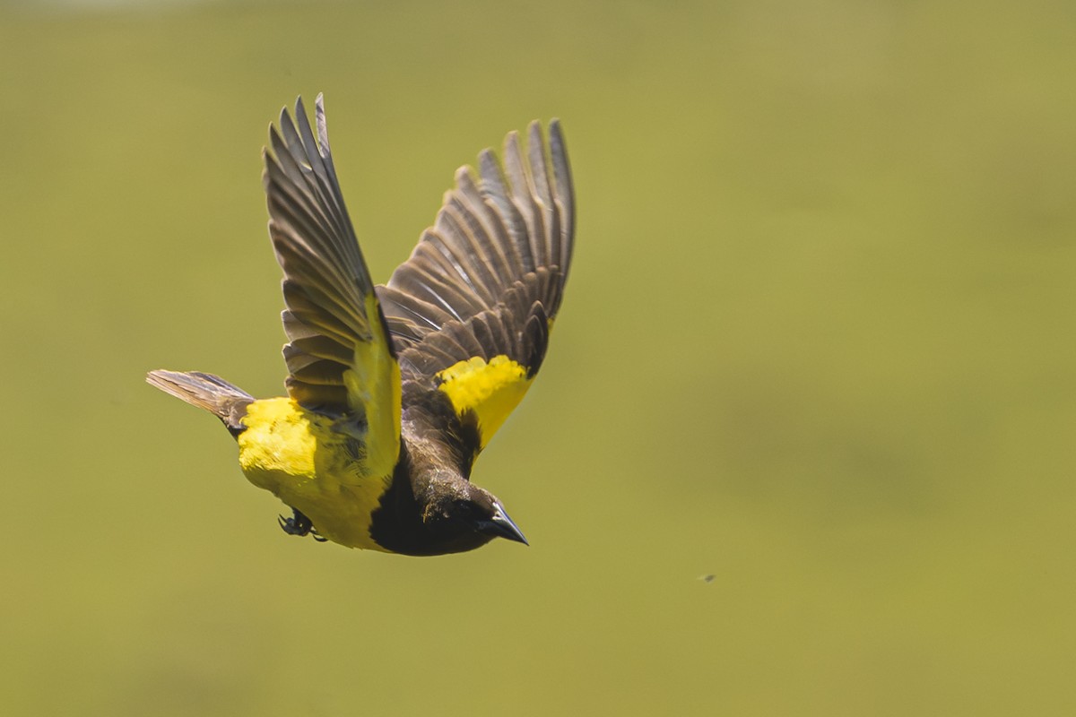 Мочарець жовтогузий - ML645058754