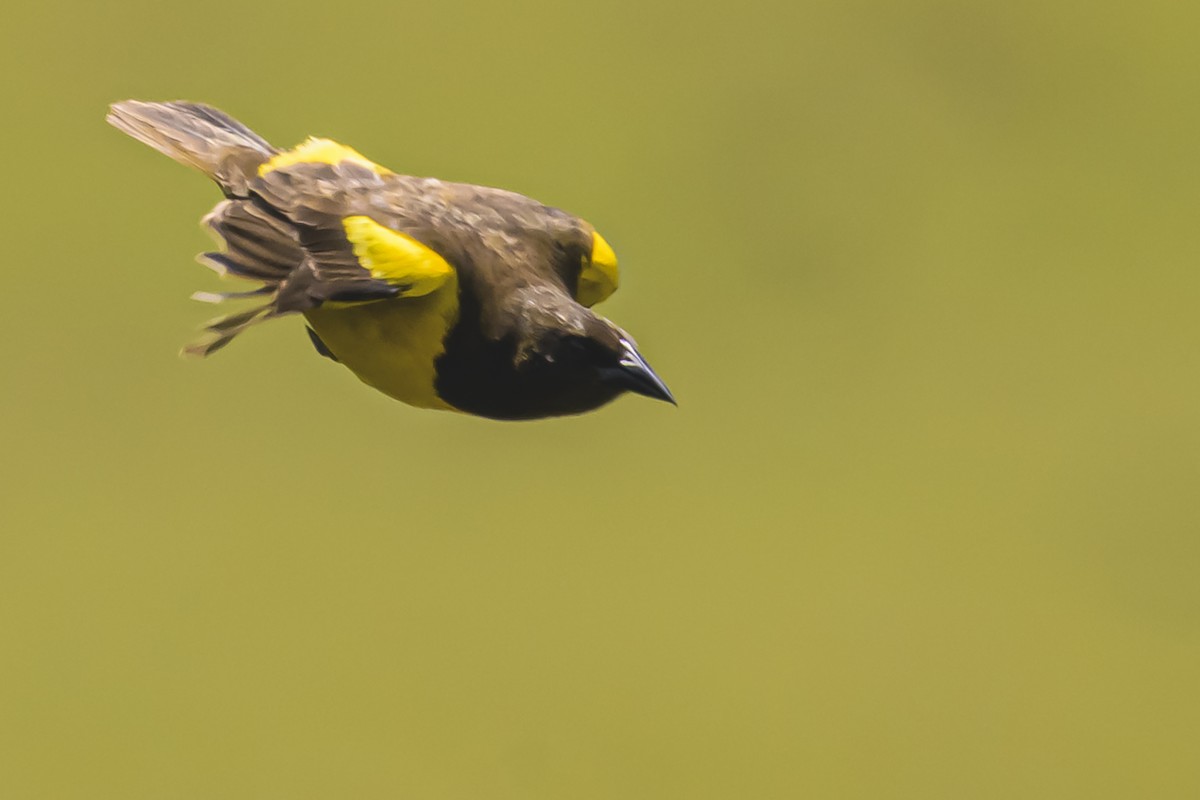 Мочарець жовтогузий - ML645058757