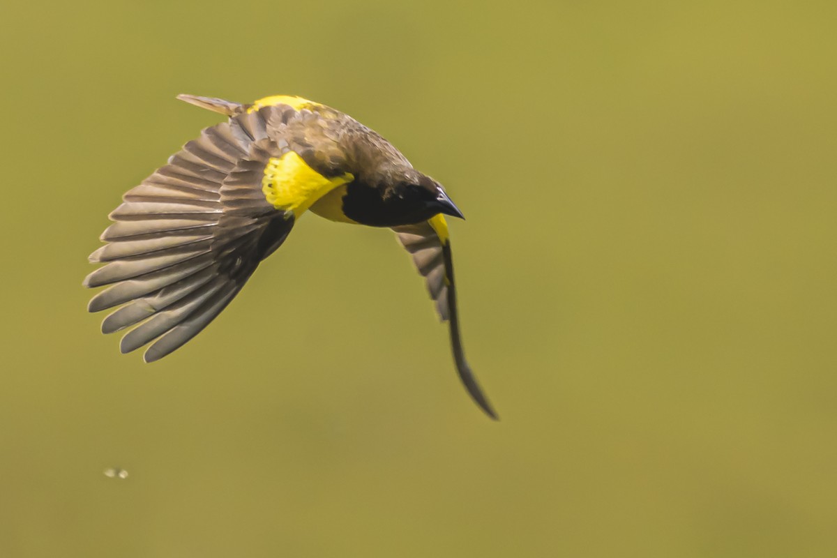 Мочарець жовтогузий - ML645058759