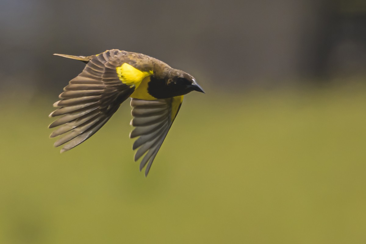 Мочарець жовтогузий - ML645058766