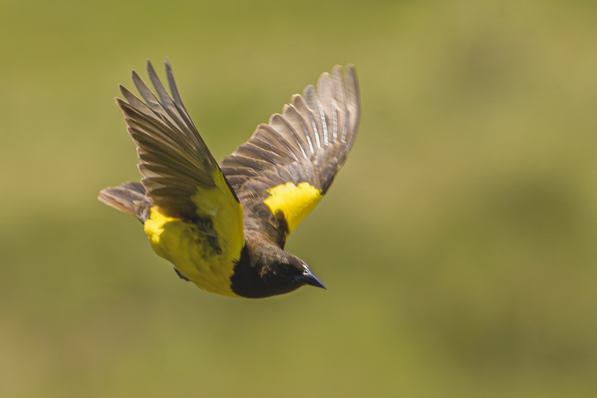 Мочарець жовтогузий - ML645058767