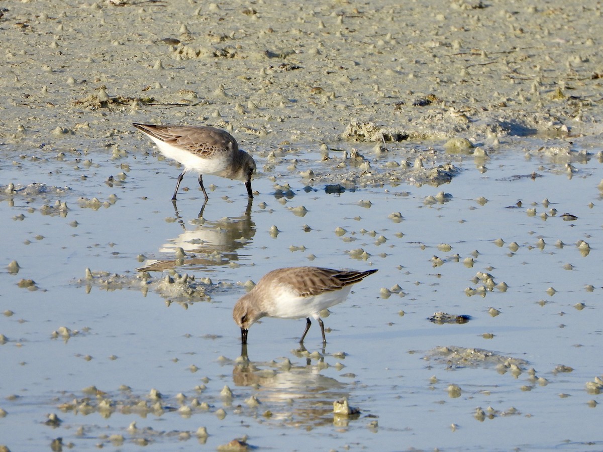 Dunlin - ML645058768