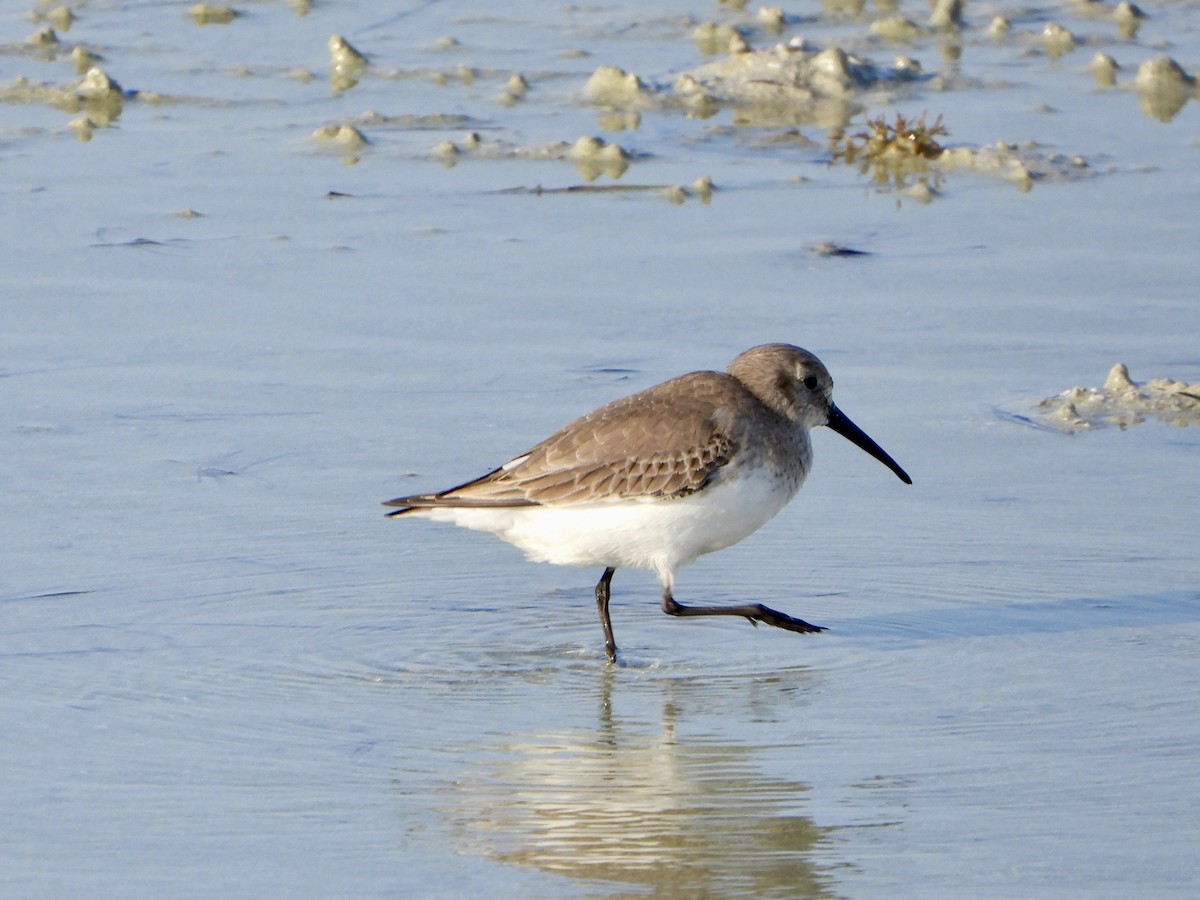 Dunlin - ML645058769