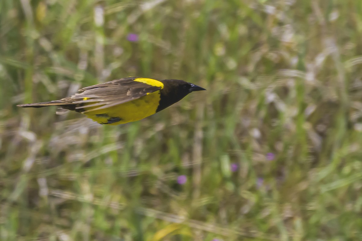 Мочарець жовтогузий - ML645058770