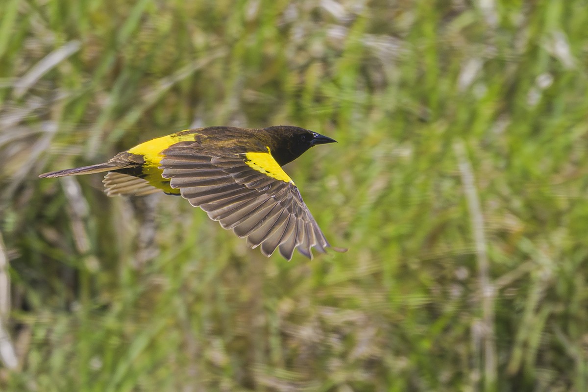 Мочарець жовтогузий - ML645058772