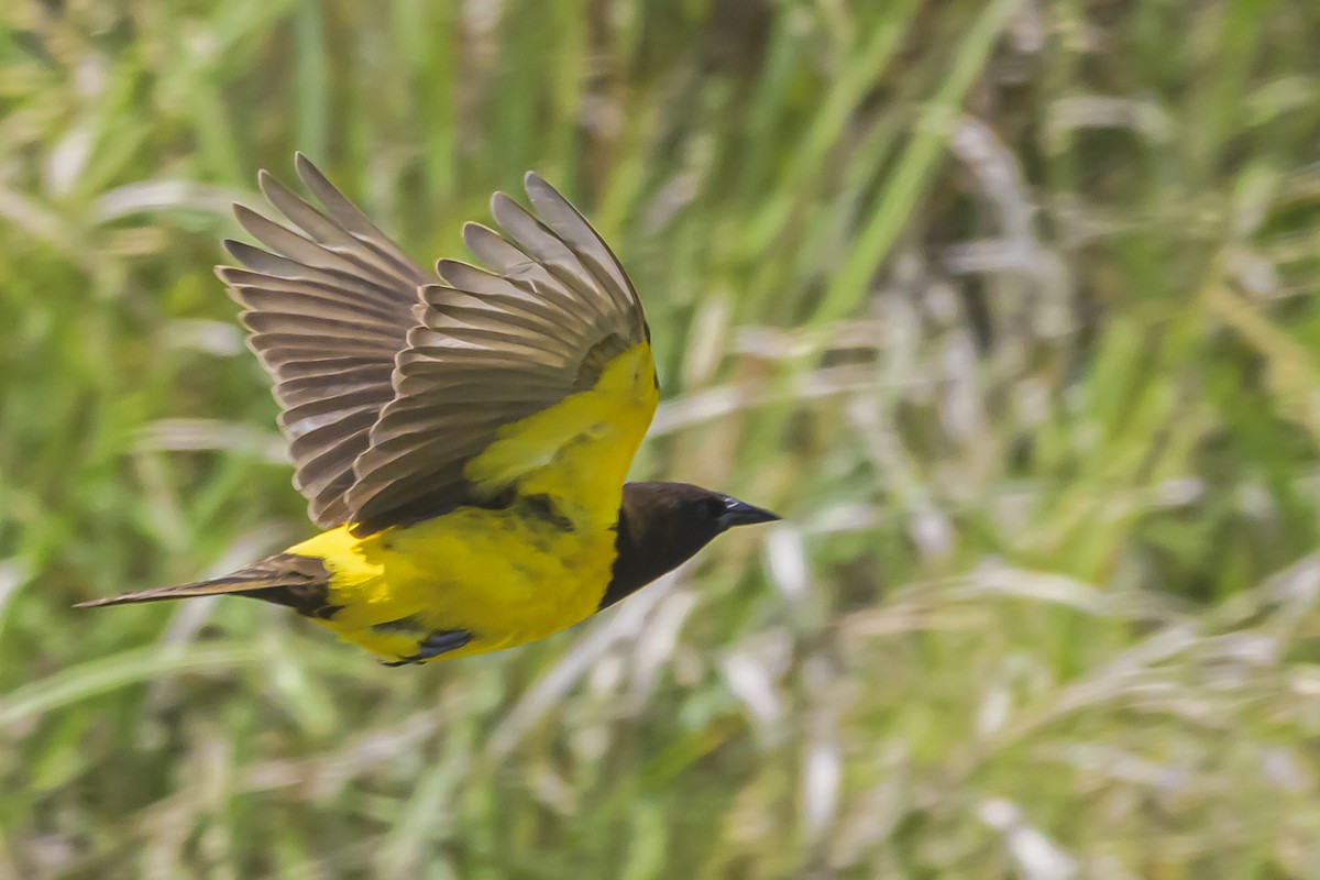 Мочарець жовтогузий - ML645058774