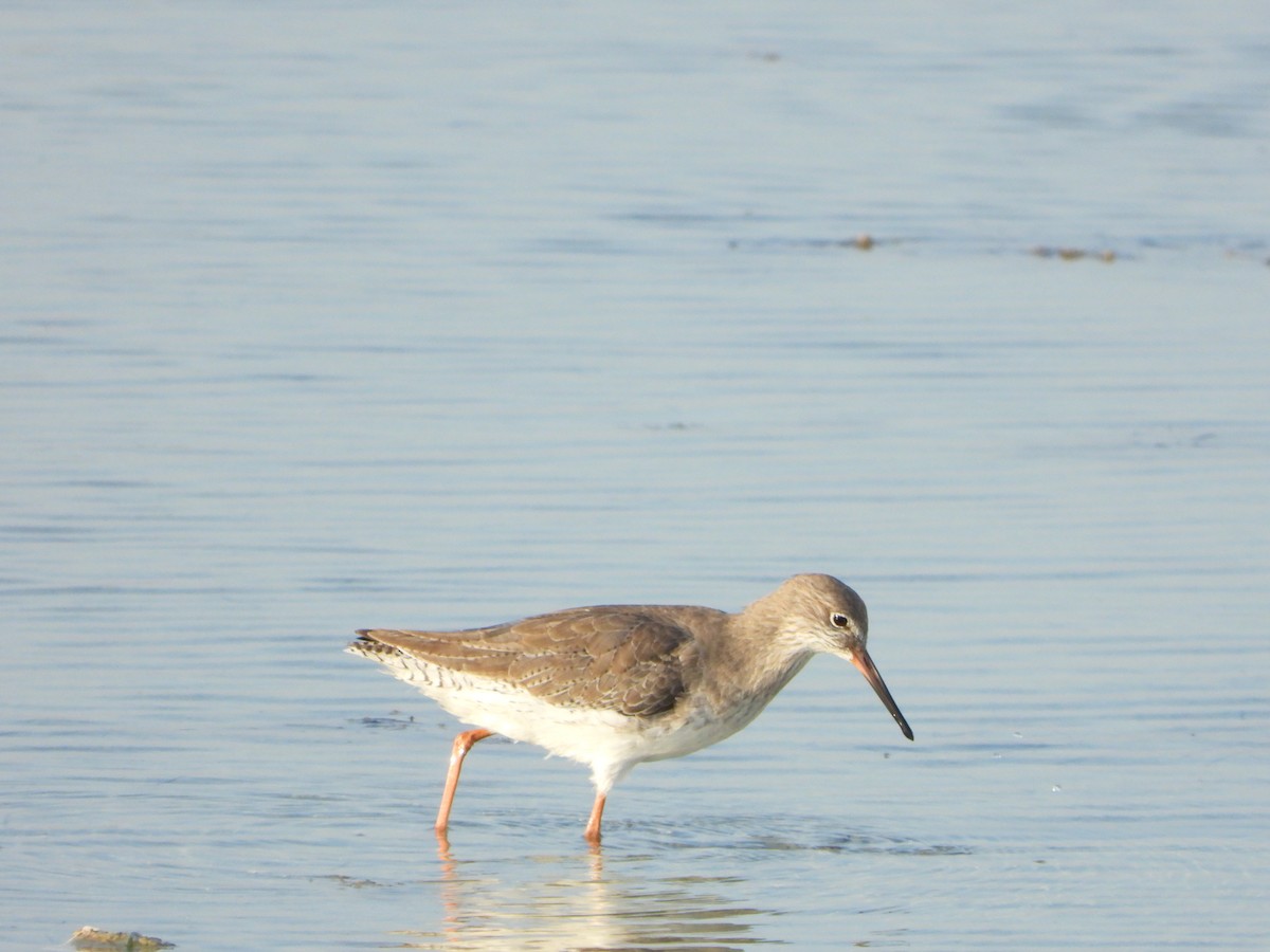 Common Redshank - ML645058800