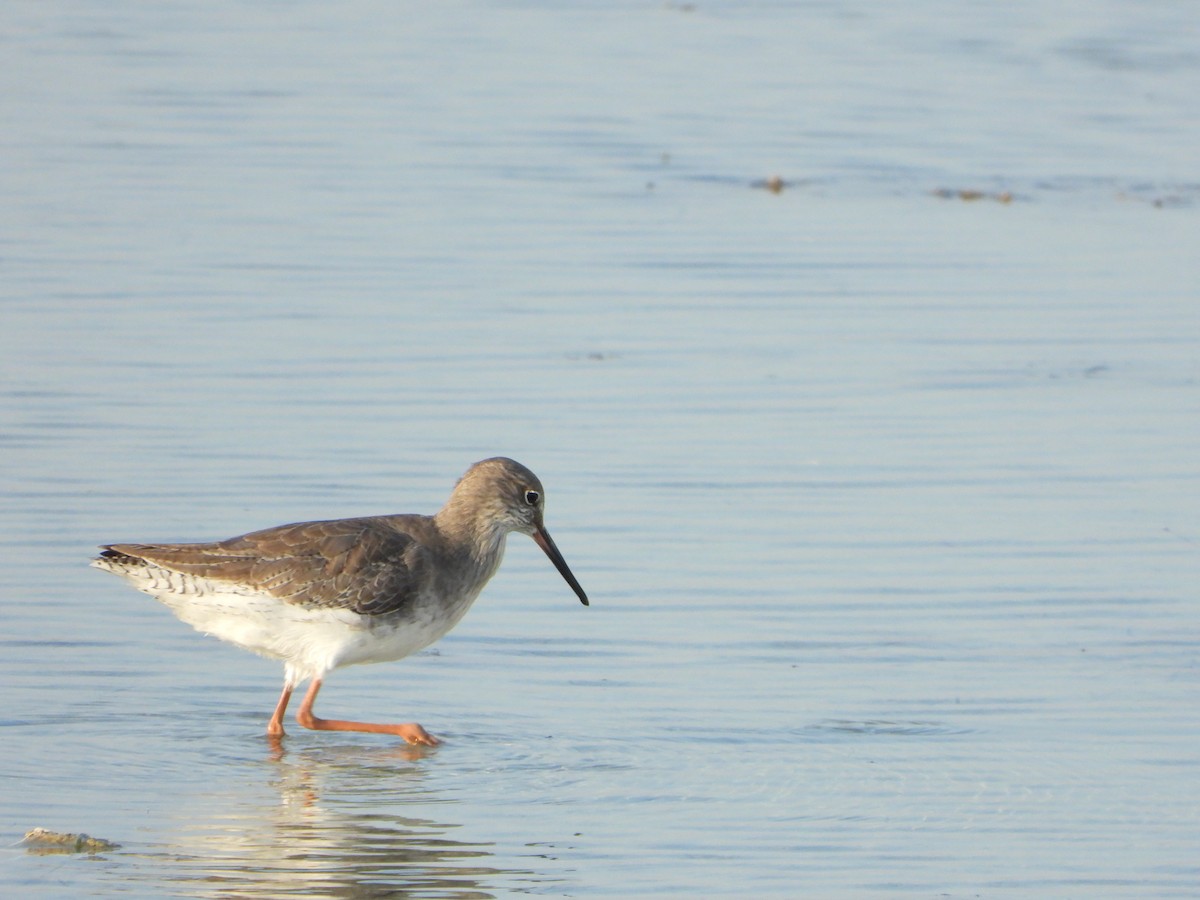 Common Redshank - ML645058801