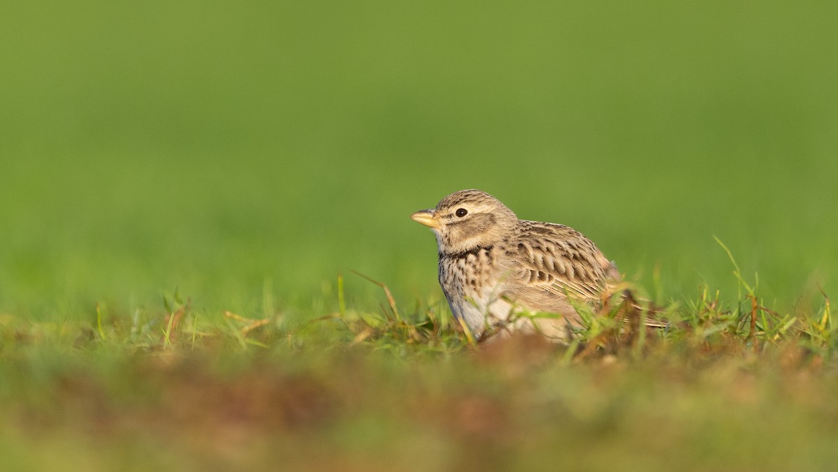 עפרוני ענק - ML645058808