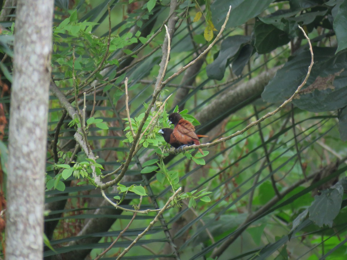 Capucin à tête noire - ML645058809