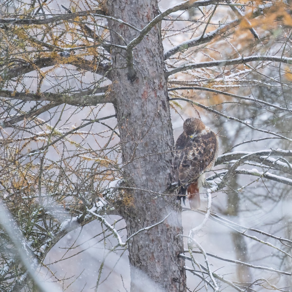Red-tailed Hawk - ML645058810