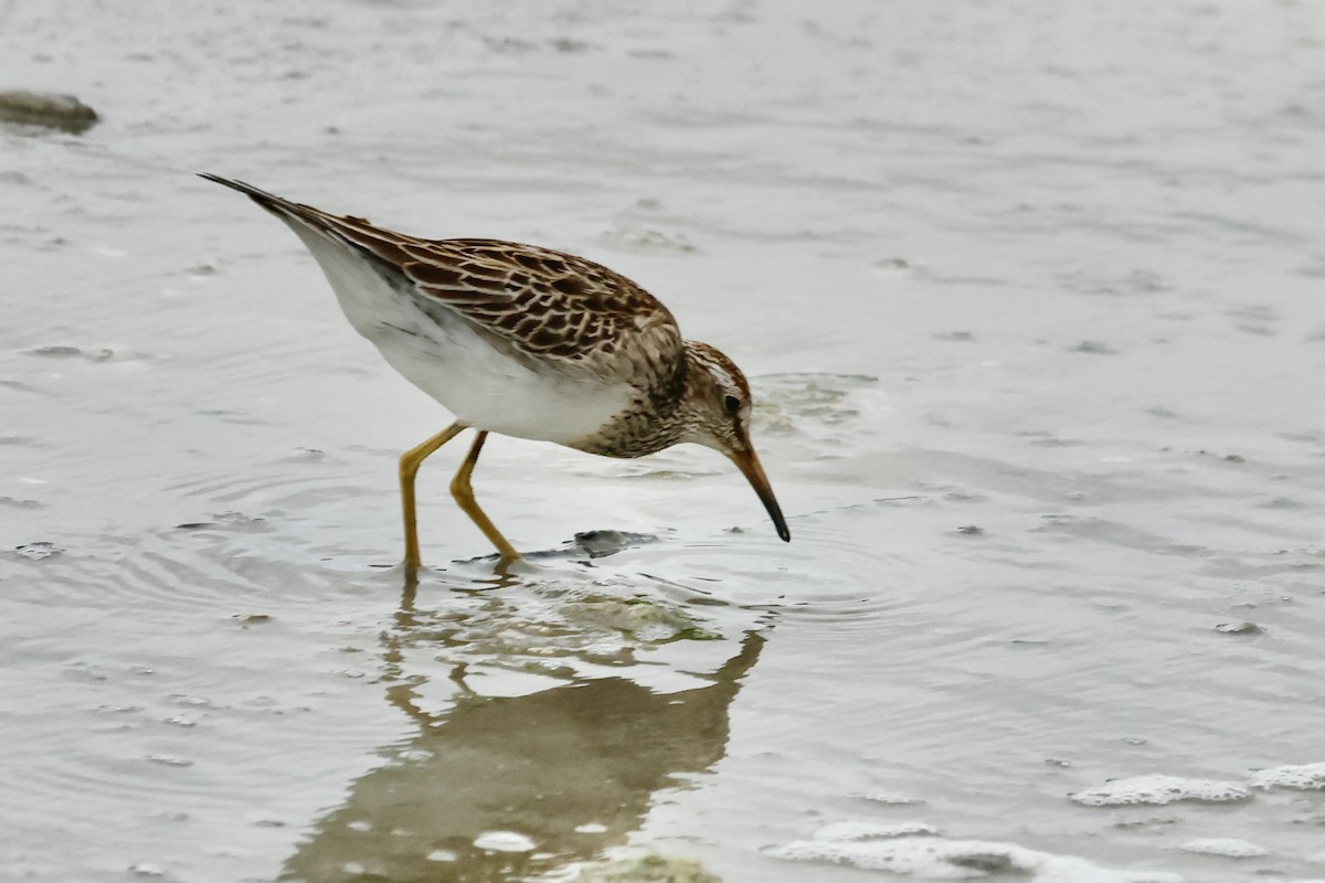 Çizgili Kumkuşu - ML645058812