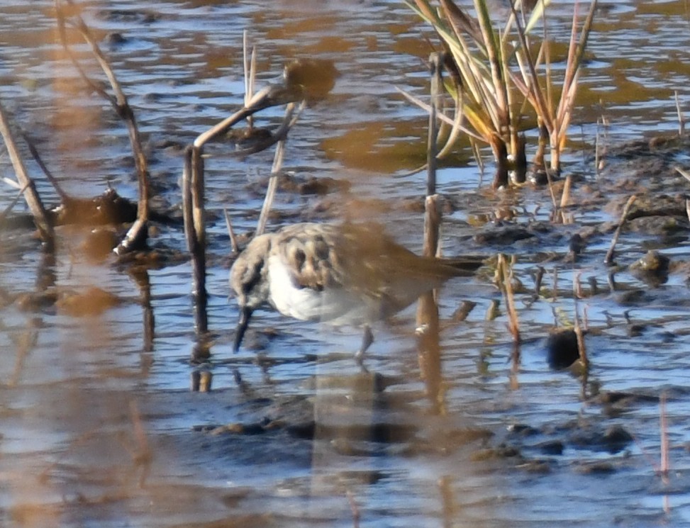 Western Sandpiper - ML645058814