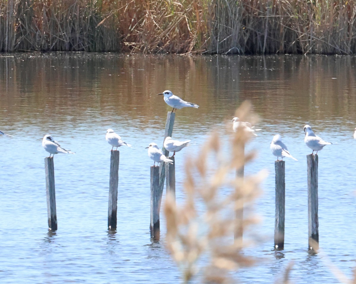 Forster's Tern - ML645058816
